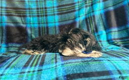 Miniature Schnauzer dogs for sale: Yota - Image 7