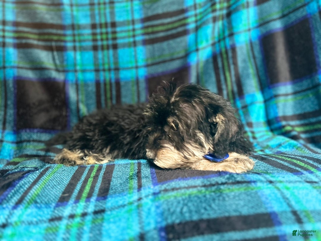 Miniature Schnauzer dogs for sale: Yota - Image 7