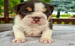 English Bulldog dogs for sale: Camille - Image 9
