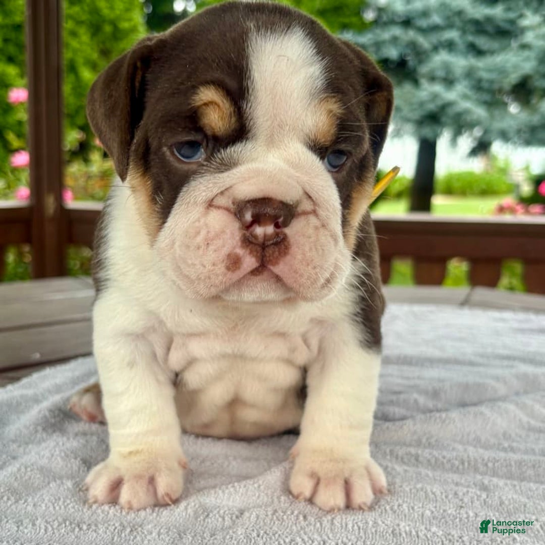 English Bulldog dogs for sale: Camille - Image 9