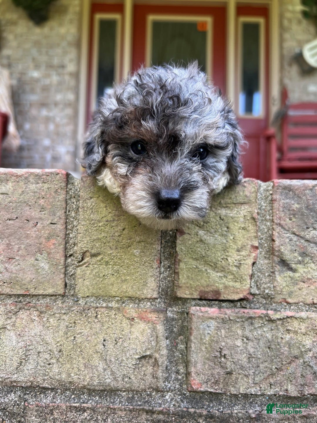 Cavapoo dogs for sale: Roxy - Image 1