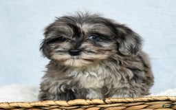 Havapoo dogs for sale: Wendy - Image 4