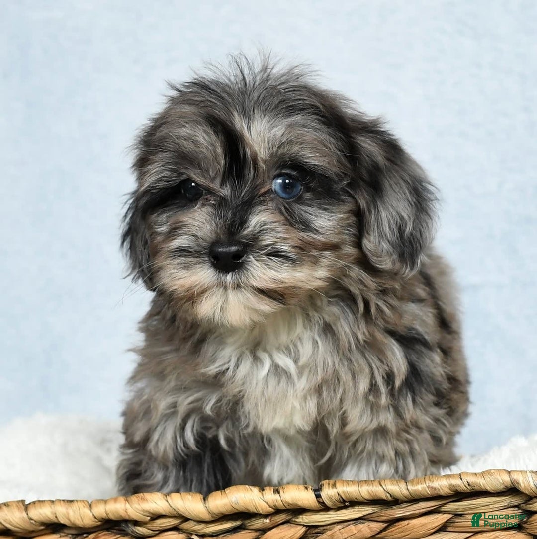 Havapoo dogs for sale: Wendy - Image 4