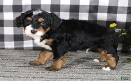 Mini Bernedoodle dogs for sale: Buddy - Image 12