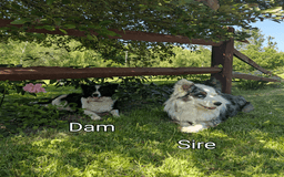 Border Collie dogs for sale: Rex - Image 11