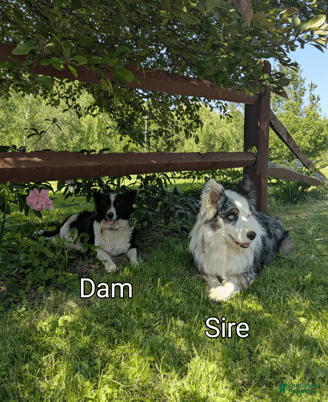 Border Collie dogs for sale: Rex - Image 11