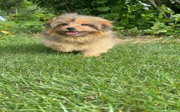 Yorkshire Terrier dogs for sale: Berry - Image 4