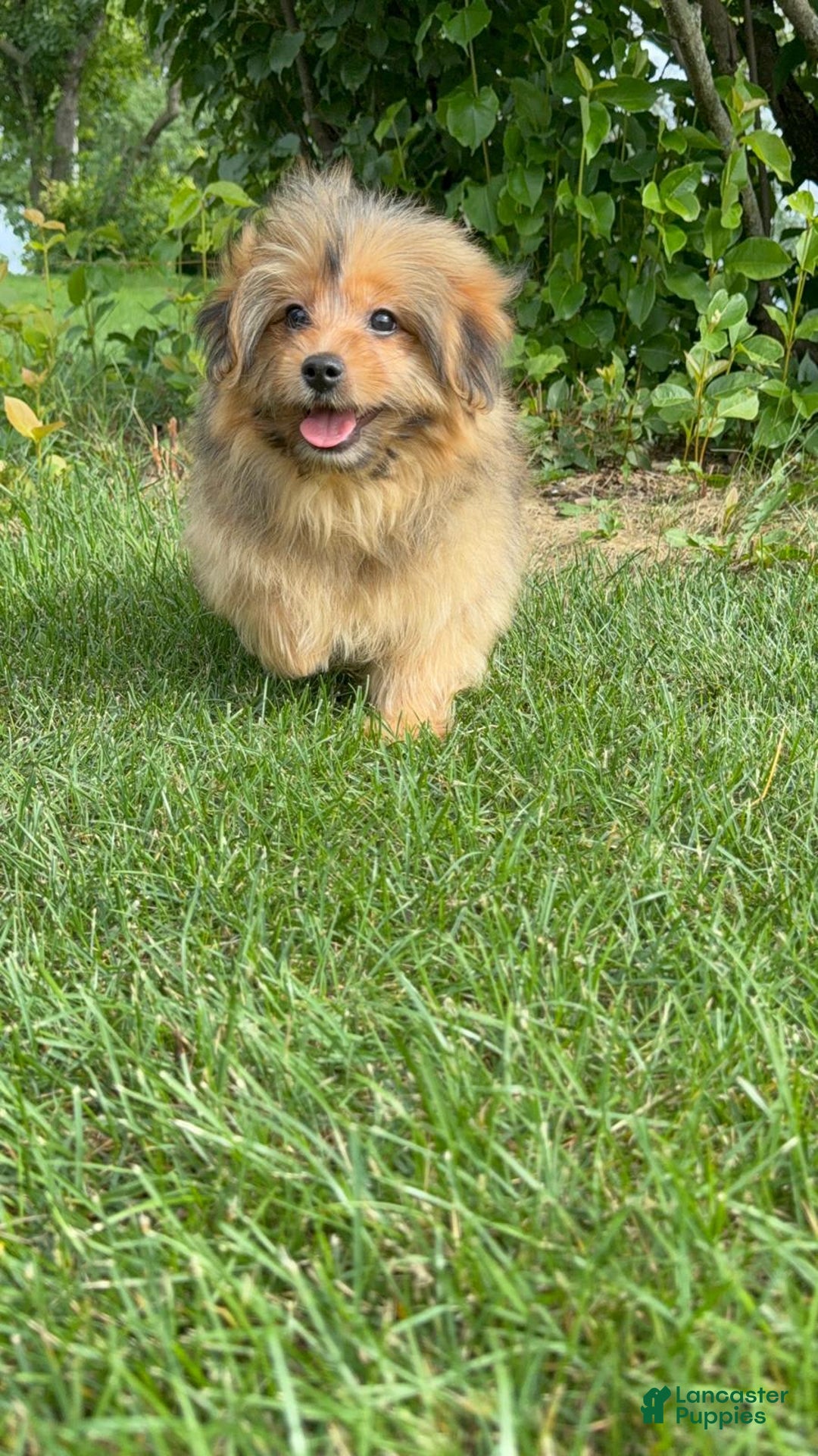 Yorkshire Terrier dogs for sale: Berry - Image 4