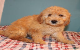 Mini Goldendoodle dogs for sale: May Mini - Image 4