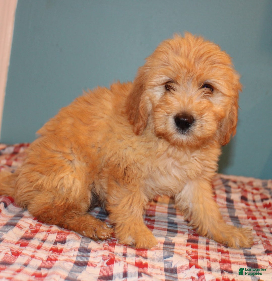 Mini Goldendoodle dogs for sale: May Mini - Image 4