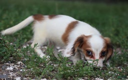 Miniature Dachshund dogs for sale: Daisy - Image 7