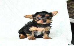 Yorkshire Terrier dogs for sale: Chelsea - Image 9