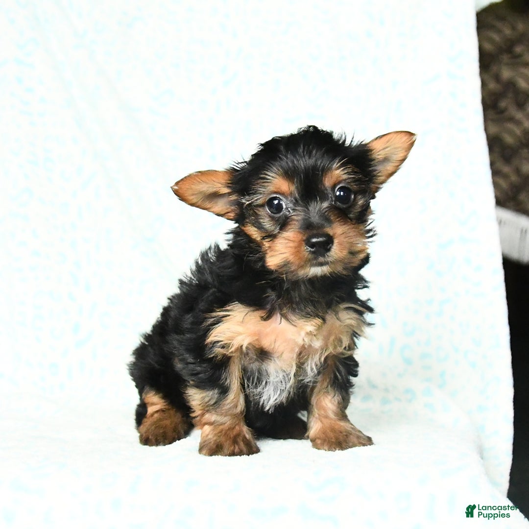 Yorkshire Terrier dogs for sale: Chelsea - Image 9