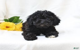 Havapoo dogs for sale: Lucky - Image 1