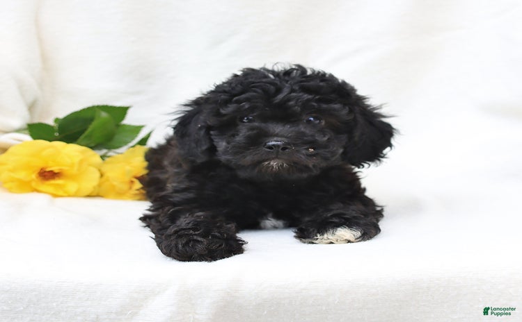 Havapoo dogs for sale - Ad 1