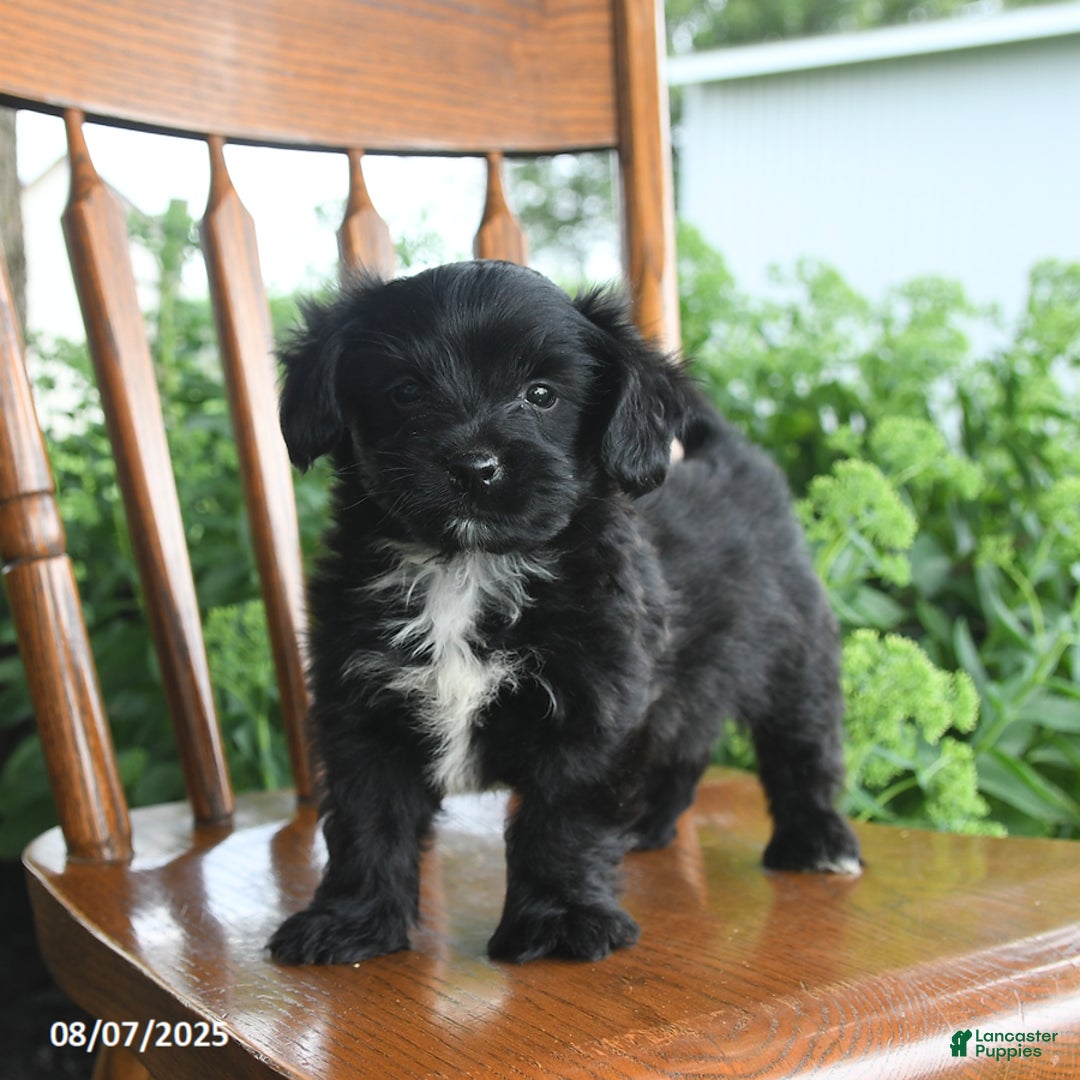 Teddy Bear dogs for sale: Zack - Image 2