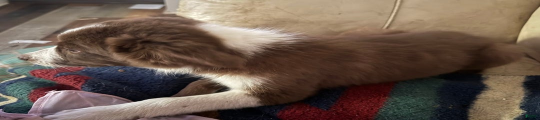 Benji