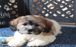 Teddy Bear dogs for sale: Teddy Bear 2 puppies - Image 3