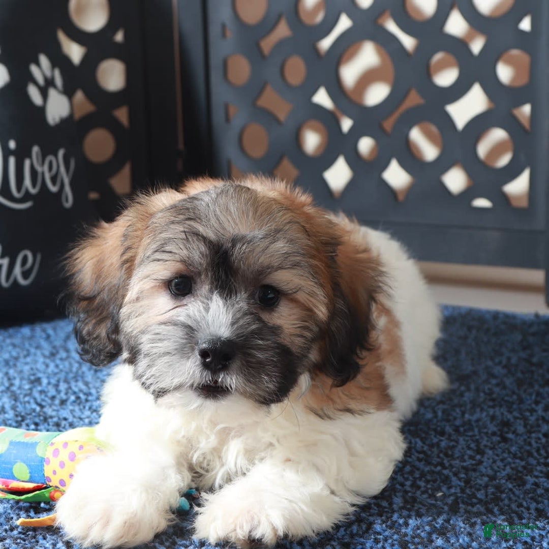 Teddy Bear dogs for sale: Teddy Bear 2 puppies - Image 3