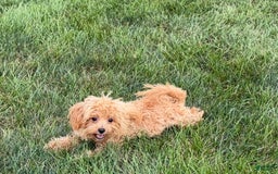 Maltipoo dogs for sale: Sherry - Image 3
