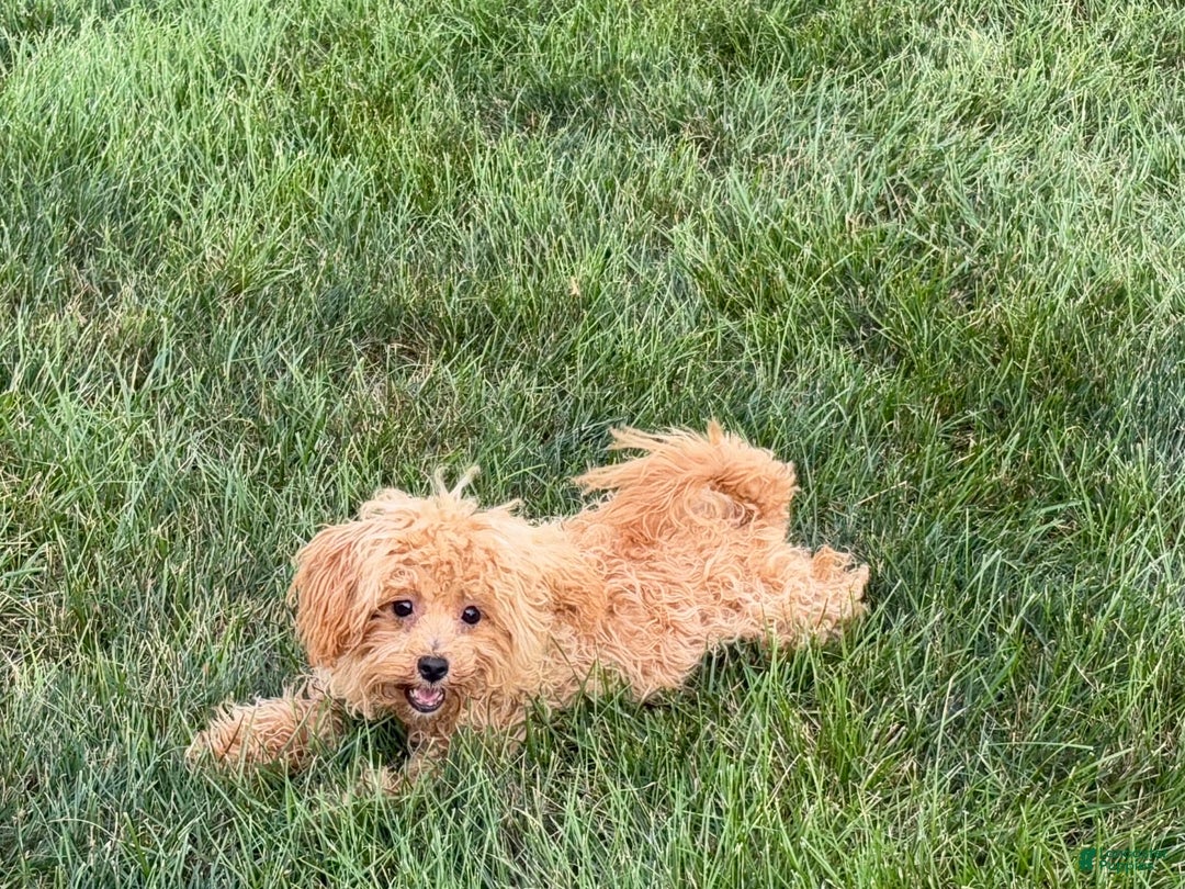Maltipoo dogs for sale: Sherry - Image 3