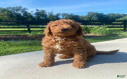 Mini Goldendoodle dogs for sale: Deacon - Image 8