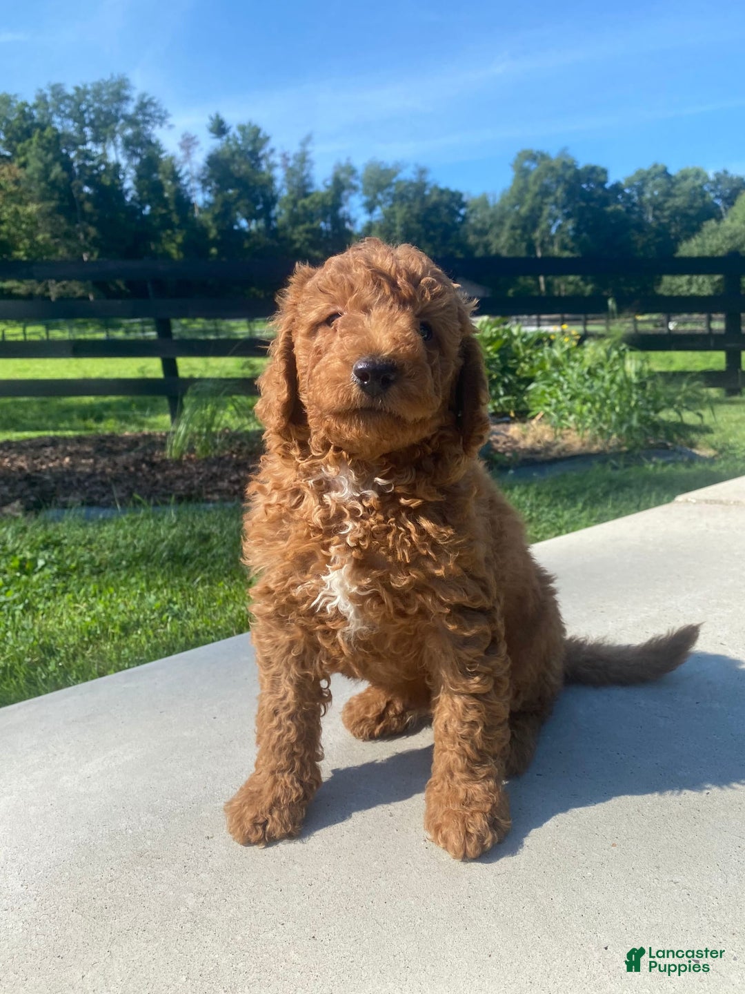 Mini Goldendoodle dogs for sale: Deacon - Image 8