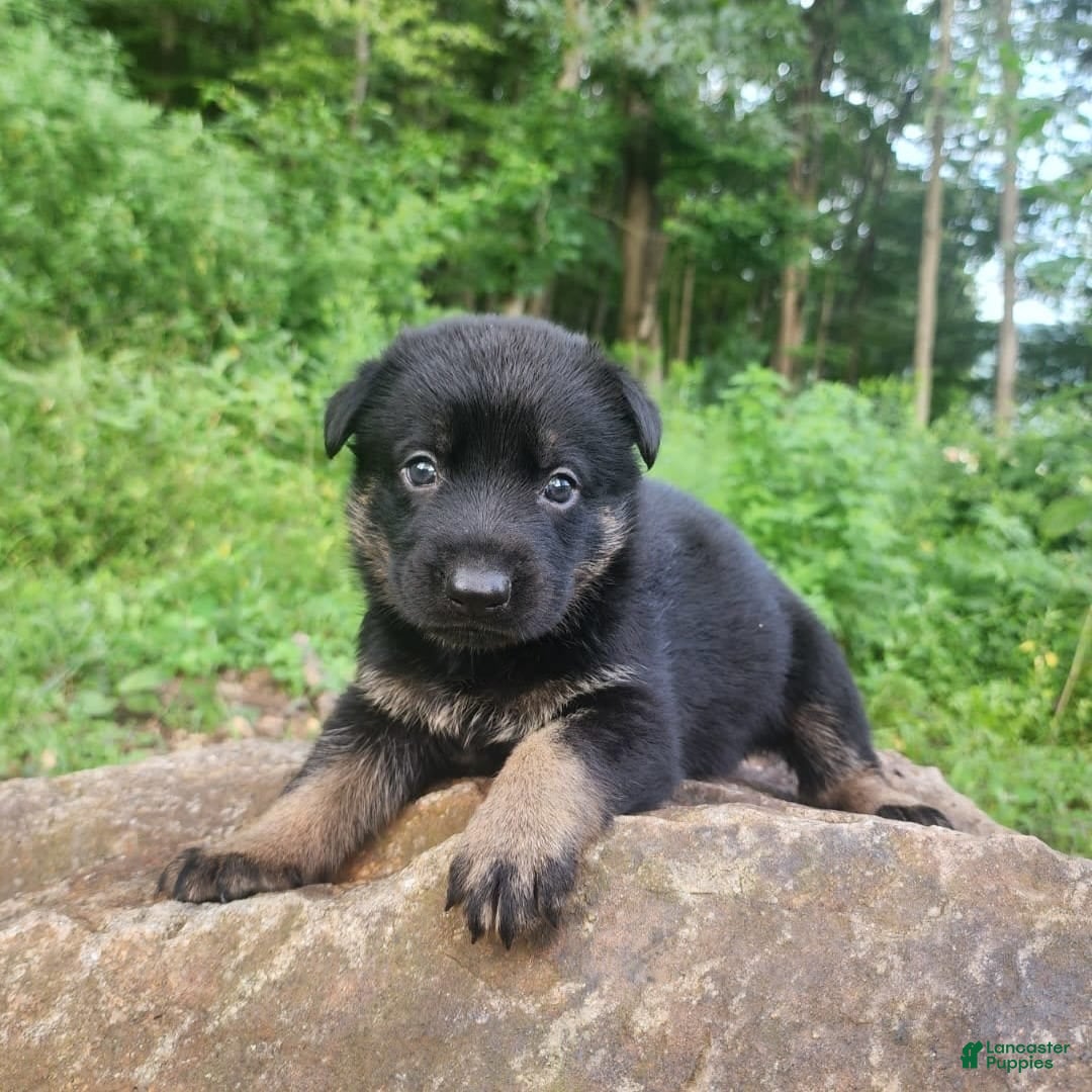 German Shepherd dogs for sale: Kat - Image 12
