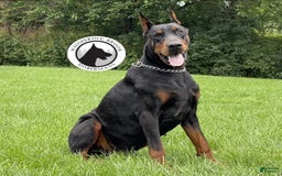Doberman Pinscher dogs for sale: Rex - Image 4