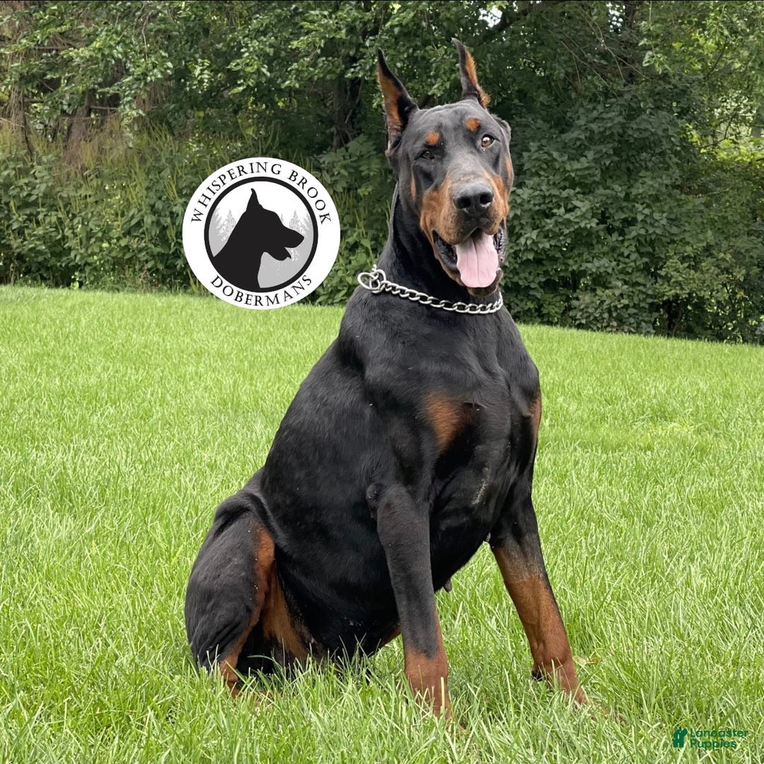 Doberman Pinscher dogs for sale: Rex - Image 4