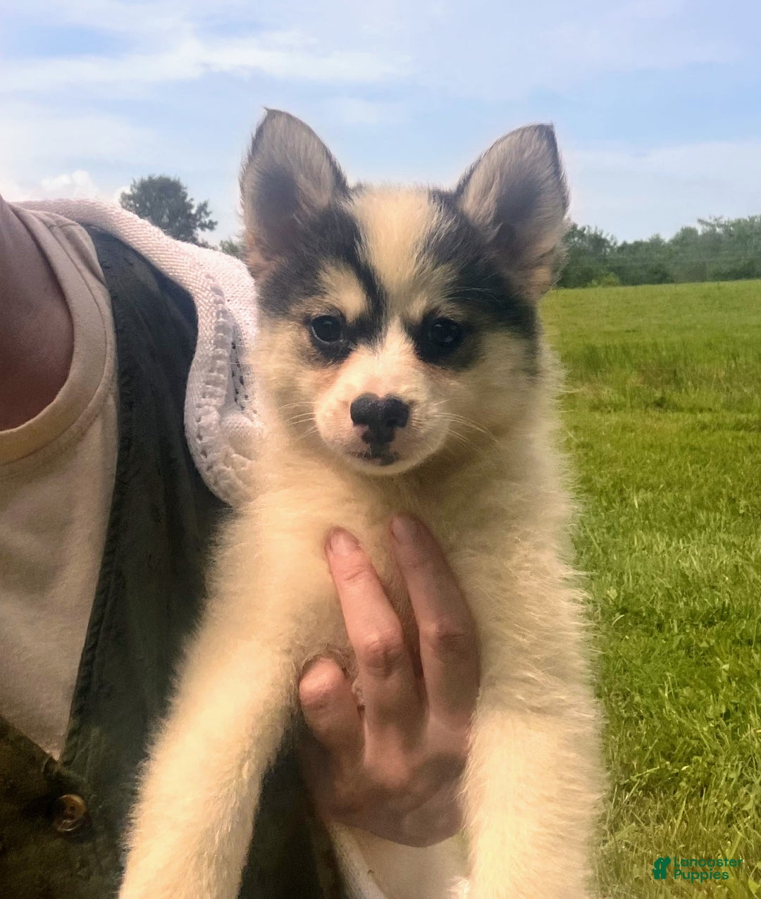 Pomsky dogs for sale: Sweet Girlie - Image 19