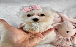 Morkie dogs for sale: Demi - Image 2