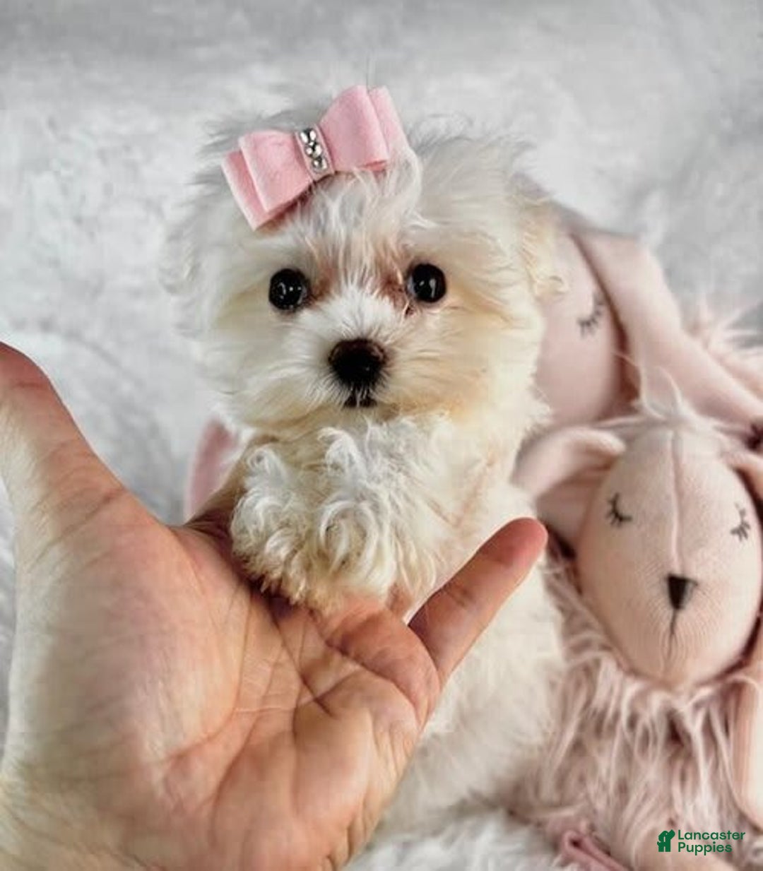 Morkie dogs for sale: Demi - Image 2