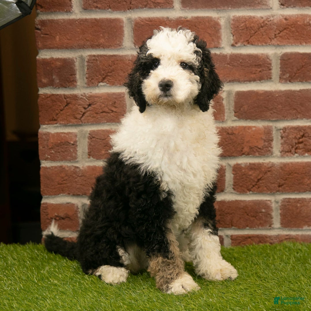 Mini Bernedoodle dogs for sale: Brooklyn - Image 16