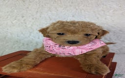 Mini Goldendoodle dogs for sale: Pixie Purple Collar Toy Size - Image 2