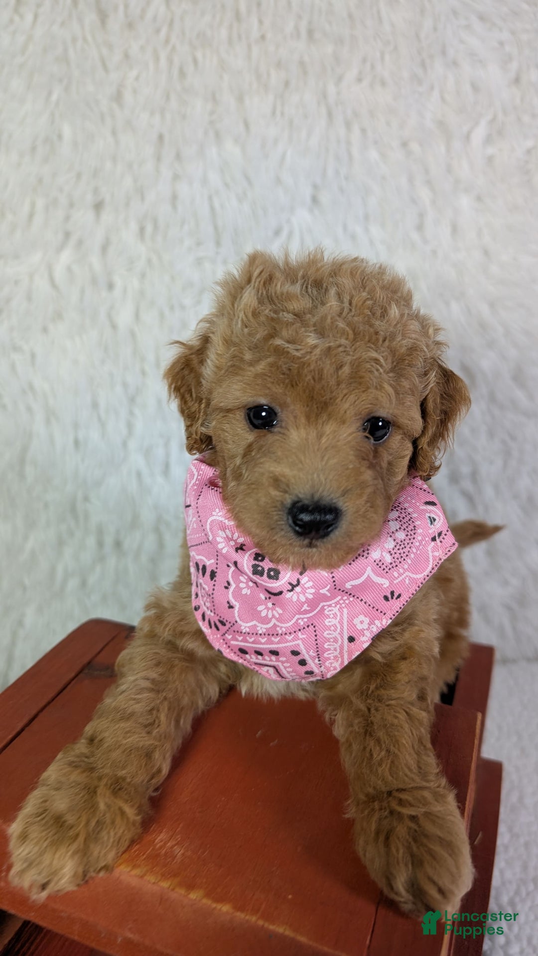 Mini Goldendoodle dogs for sale: Pixie Purple Collar Toy Size - Image 2