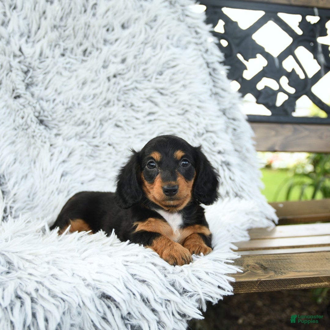 Miniature Dachshund dogs for sale: Belle - Image 2