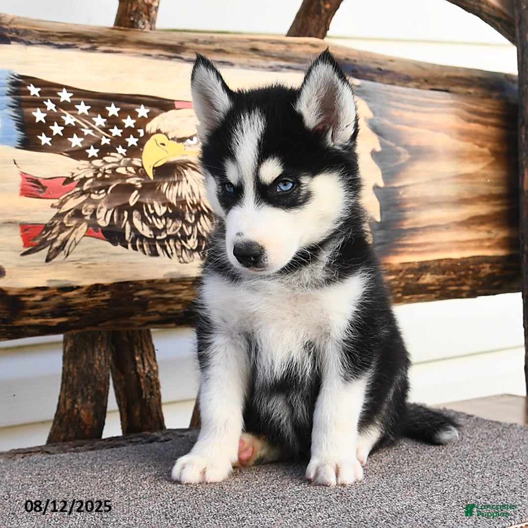 Siberian Husky dogs for sale: Rex - Image 4