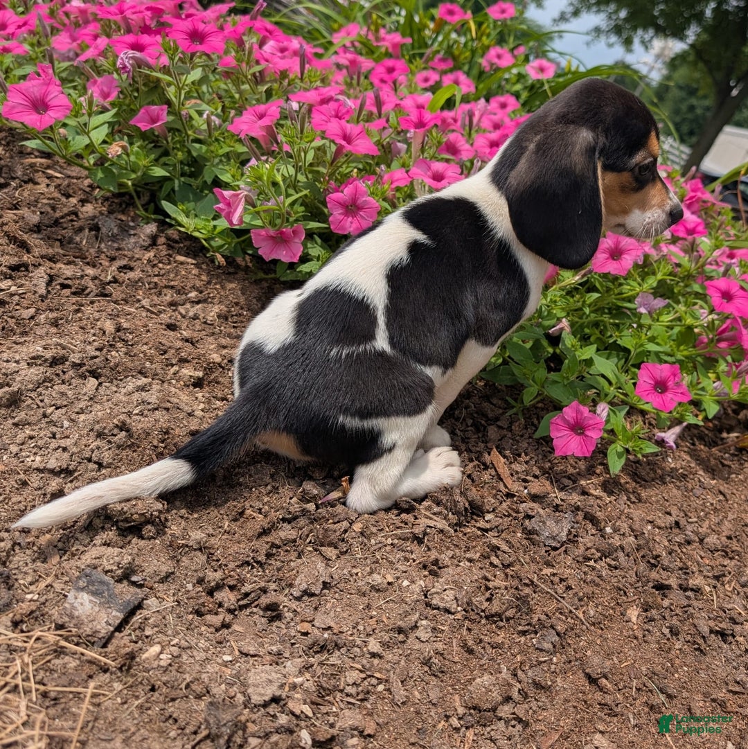 Beagle dogs for sale: Chocolate - Image 8