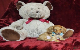 Miniature Dachshund dogs for sale: Tango - Image 4