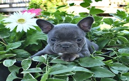 French Bulldog dogs for sale: Hudson - Image 1