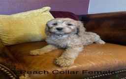 Goldendoodle dogs for sale: Peach Collar Female - Peaches - Image 1
