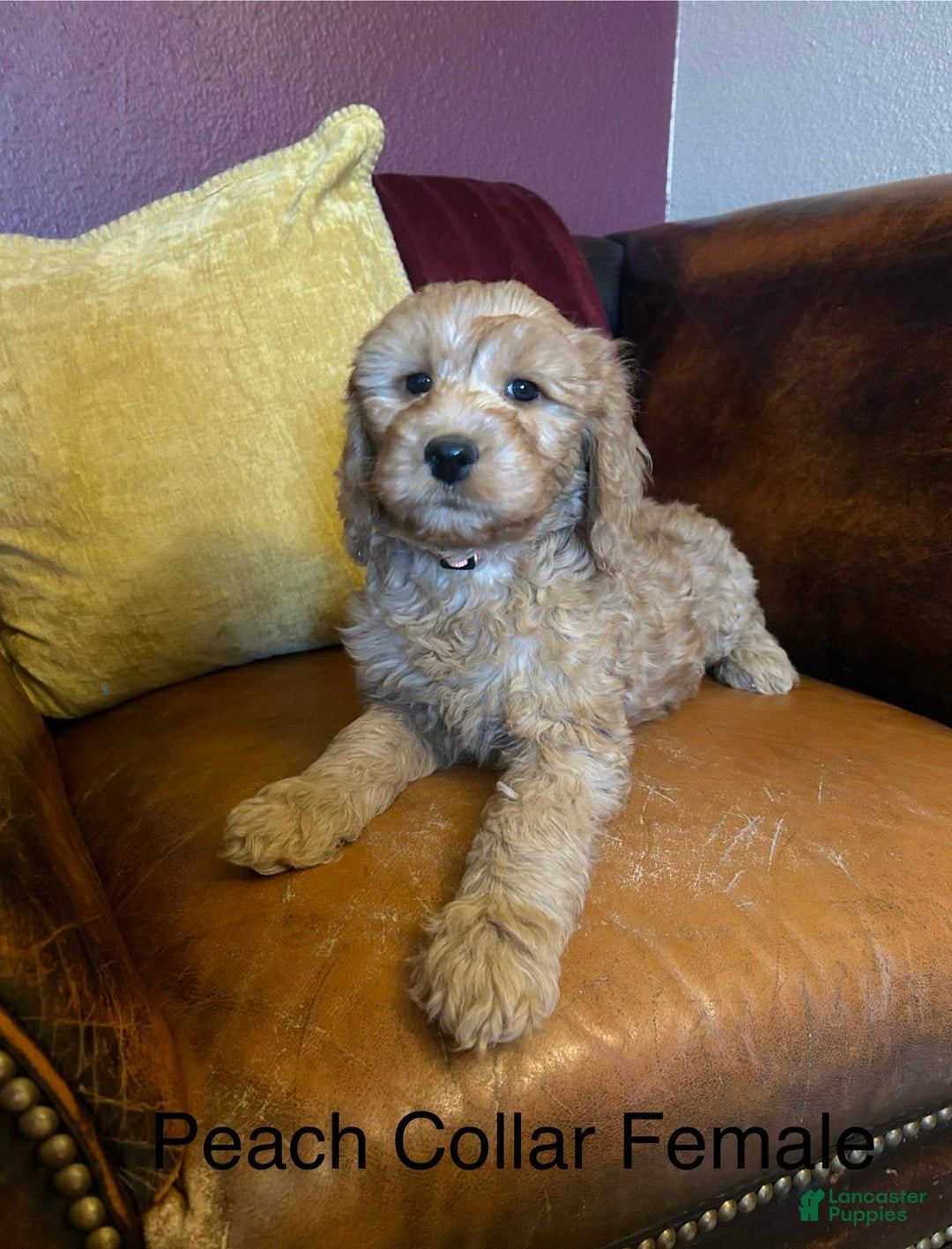 Goldendoodle dogs for sale: Peach Collar Female - Peaches - Image 1
