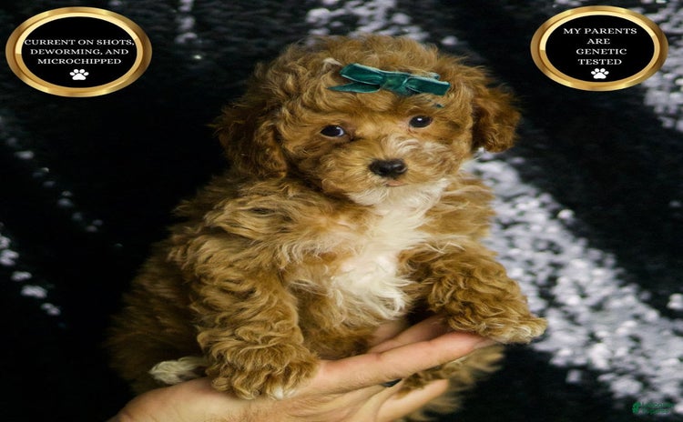 Maltipoo dogs - Advert 29