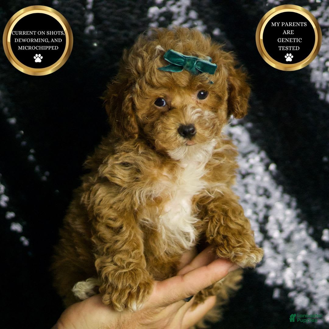 Maltipoo dogs for sale: Dominic - Image 1