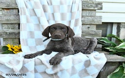 German Shorthaired Pointer dogs for sale: Levi - Image 2
