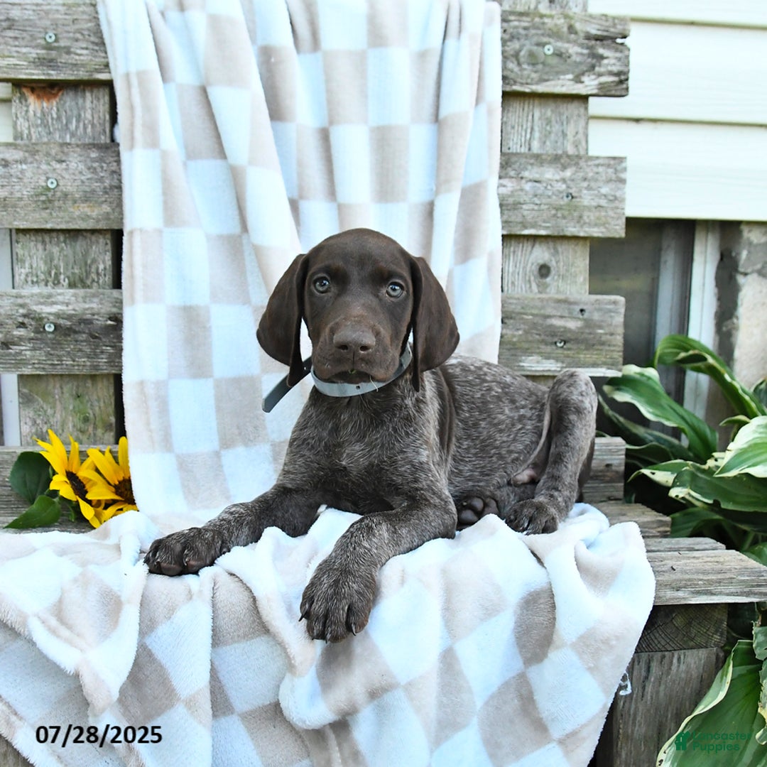 German Shorthaired Pointer dogs for sale: Levi - Image 2