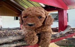 Mini Goldendoodle dogs for sale: Zeus - Image 4