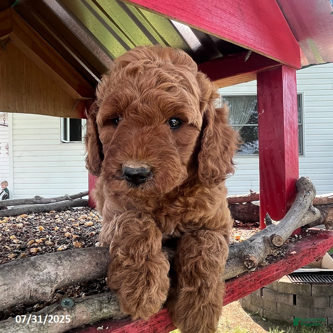 Mini Goldendoodle dogs for sale: Zeus - Image 4