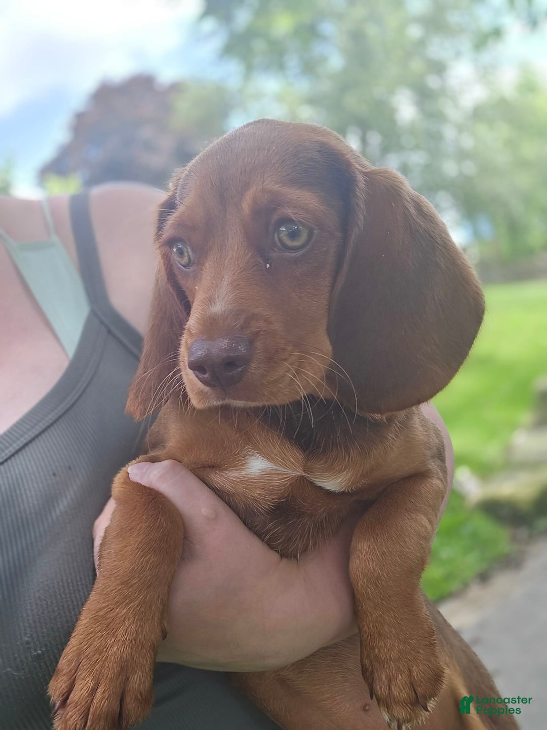 Beaglier dogs for sale: Wren - Image 4